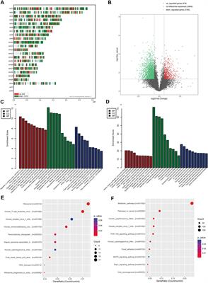 Targeting Myadm to Intervene Pulmonary Hypertension on Rats Before Pregnancy Alleviates the Effect on Their Offspring’s Cardiac-Cerebral Systems